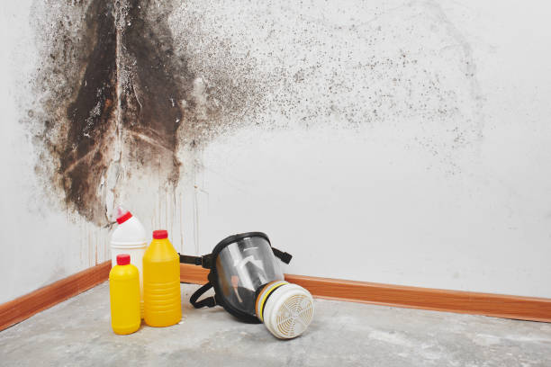 Best Water Damage Restoration  in Genoa, OH