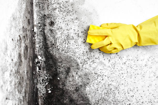 Best Mold Remediation  in Genoa, OH