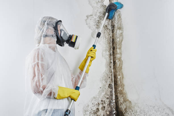 Best Emergency Mold Removal  in Genoa, OH