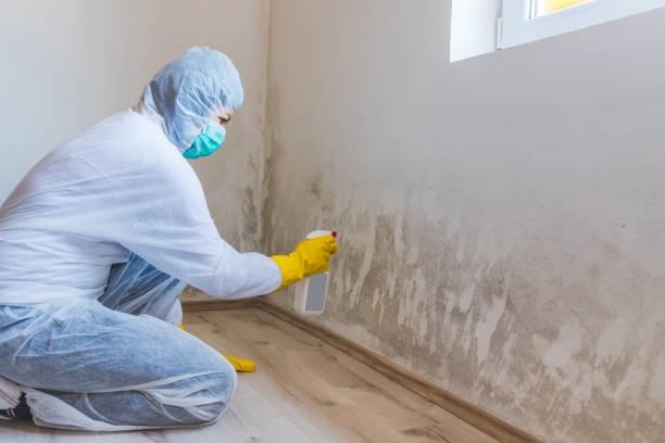 Mold Testing and Removal in Genoa, OH