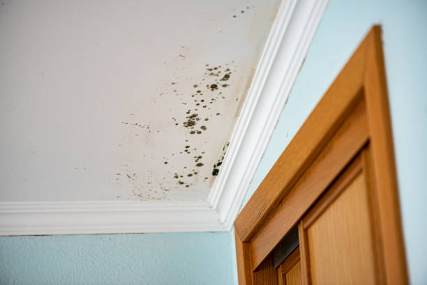 Best Mold Testing  in Genoa, OH