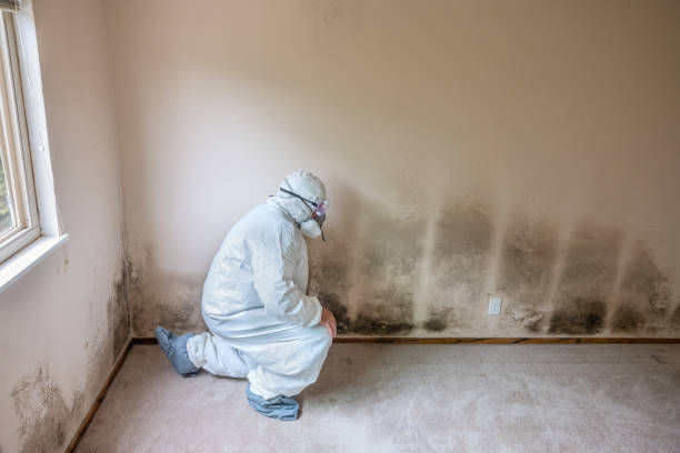 Best Black Mold Removal  in Genoa, OH