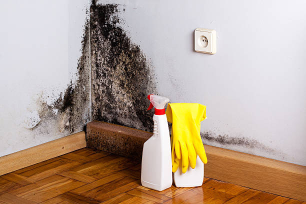 Best Commercial Mold Removal  in Genoa, OH