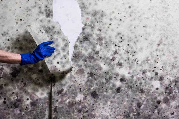 Best Commercial Mold Removal  in Genoa, OH