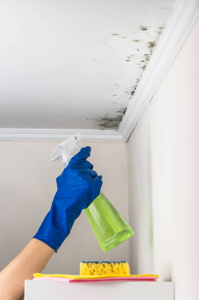 Best Attic Mold Removal  in Genoa, OH